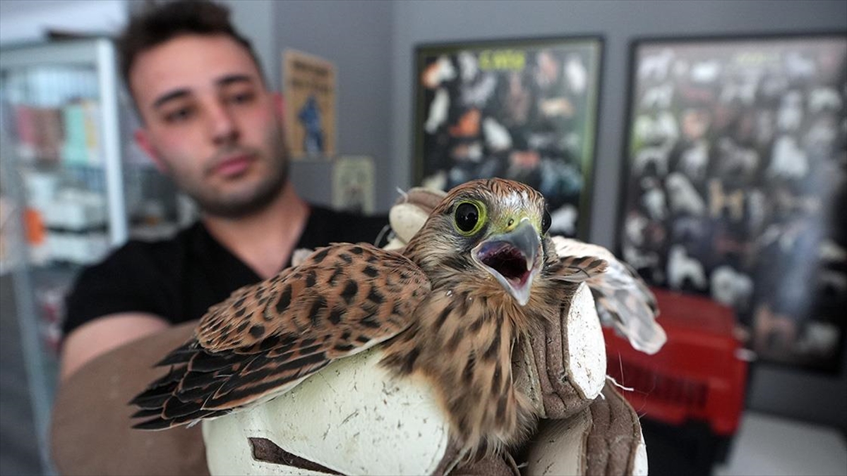 Başkentte Çatıdan Düşen Doğan Yavrusu Tedaviye Alındı