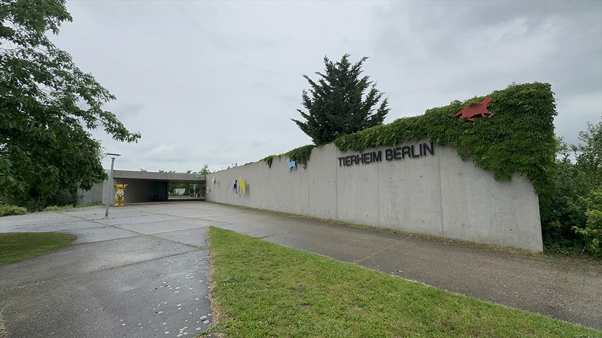 Berlin Hayvan Barınağı Müdürü: Sahipsiz Her Hayvan Kısırlaştırılmalı