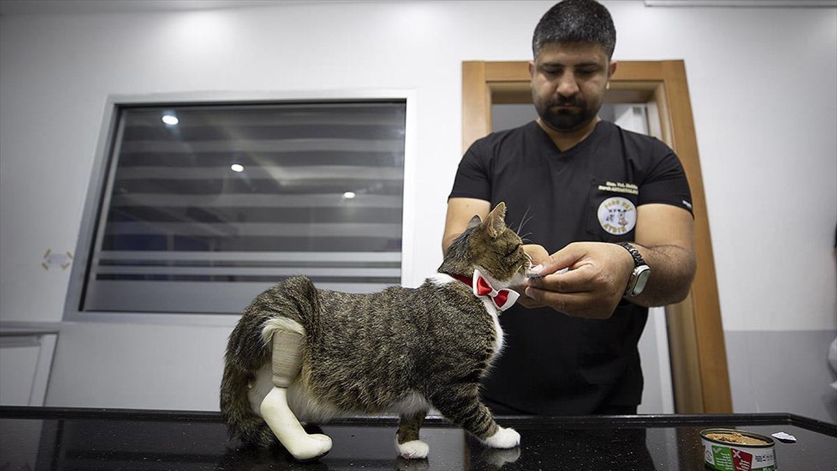 Köpeklerin Saldırısıyla Ayağı Kopan Kediye 3d Yazıcıyla Üretilen Protez Takıldı