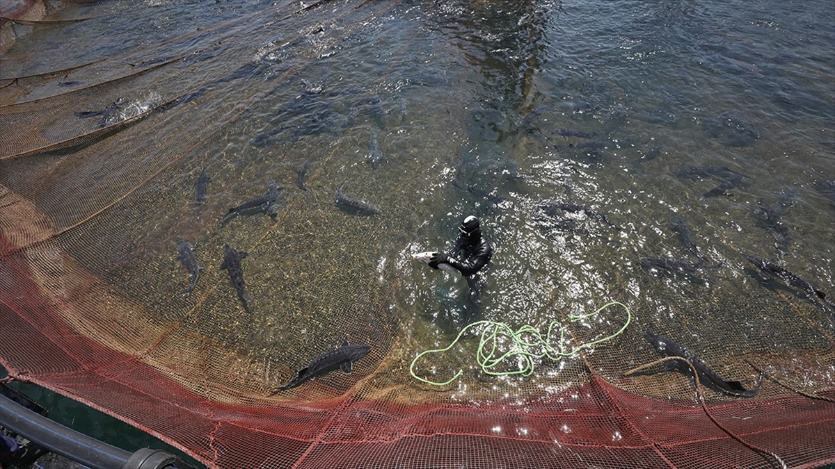 Türkiye Akuakültürde Avrupa'nın Zirvesine Emin Adımlarla İlerliyor