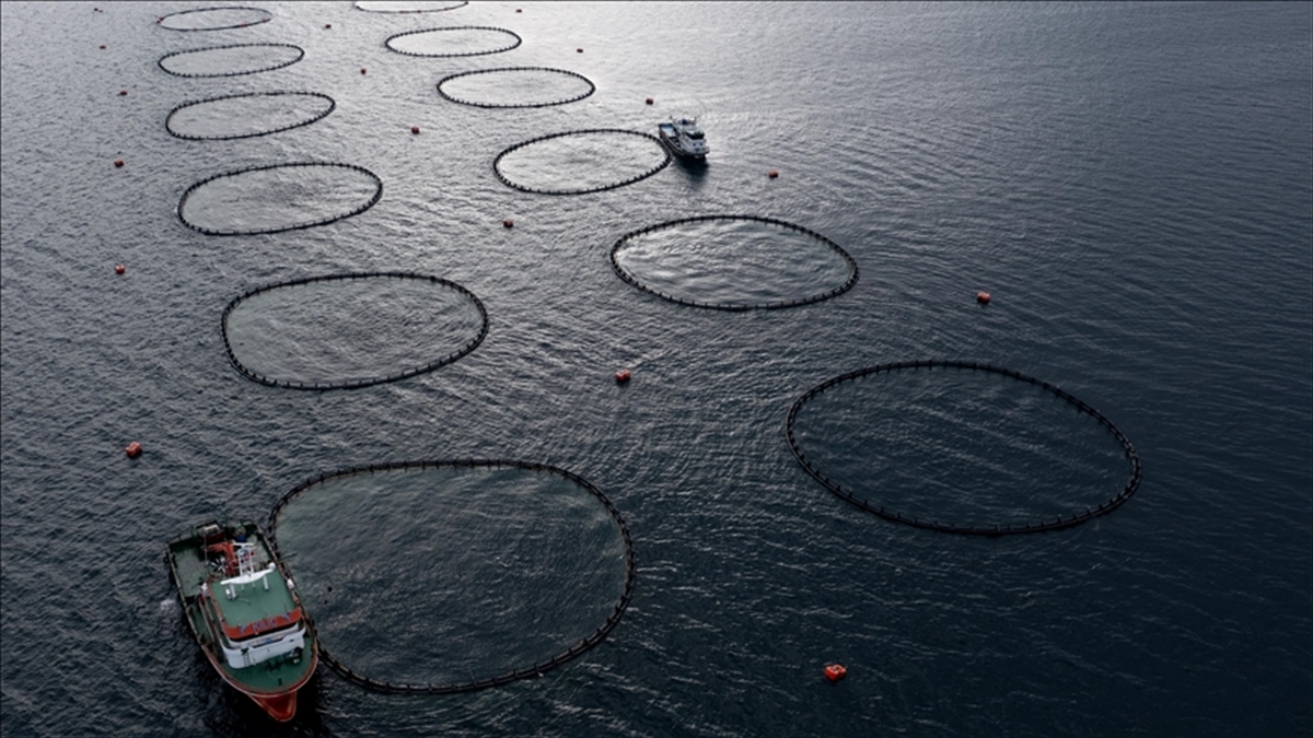 Türkiye'nin Su Ürünleri Üretimi 2023'te Yüzde 18,6 Arttı