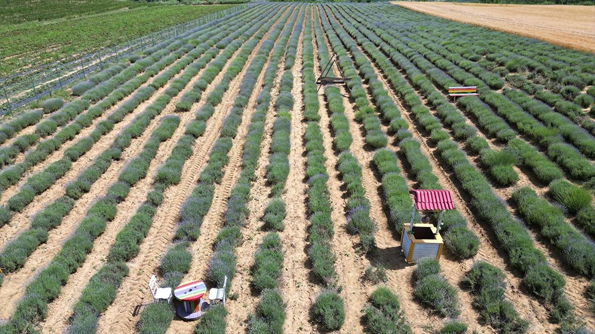 Tekirdağ'ın Mor Tarlaları Yeni Sezon İçin Hazırlandı