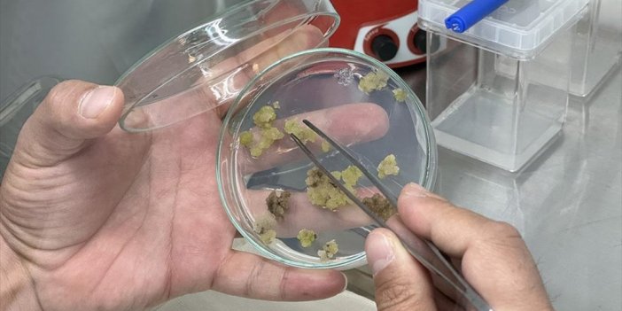 Koruma Altındaki Bitkiler Laboratuvarda Çoğaltılıp Toprakla Buluşturuluyor