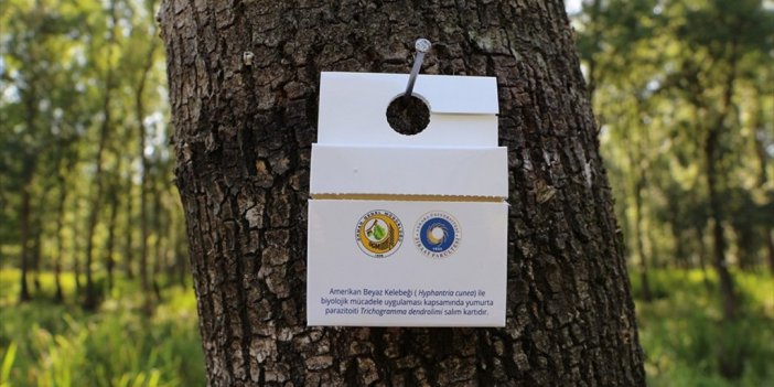 Kahverengi Kokarcayla Mücadele İçin 30 İlde 150 Bin Parazitoit Doğaya Salınacak