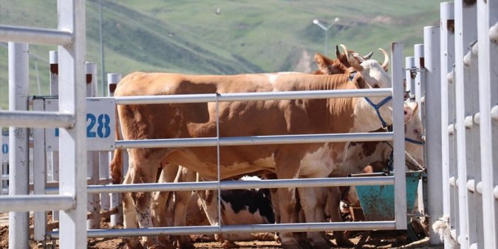 Erzurum, Kars Ve Ağrı'dan Farklı İllere 87 Bin 45 Kurbanlık Gönderildi