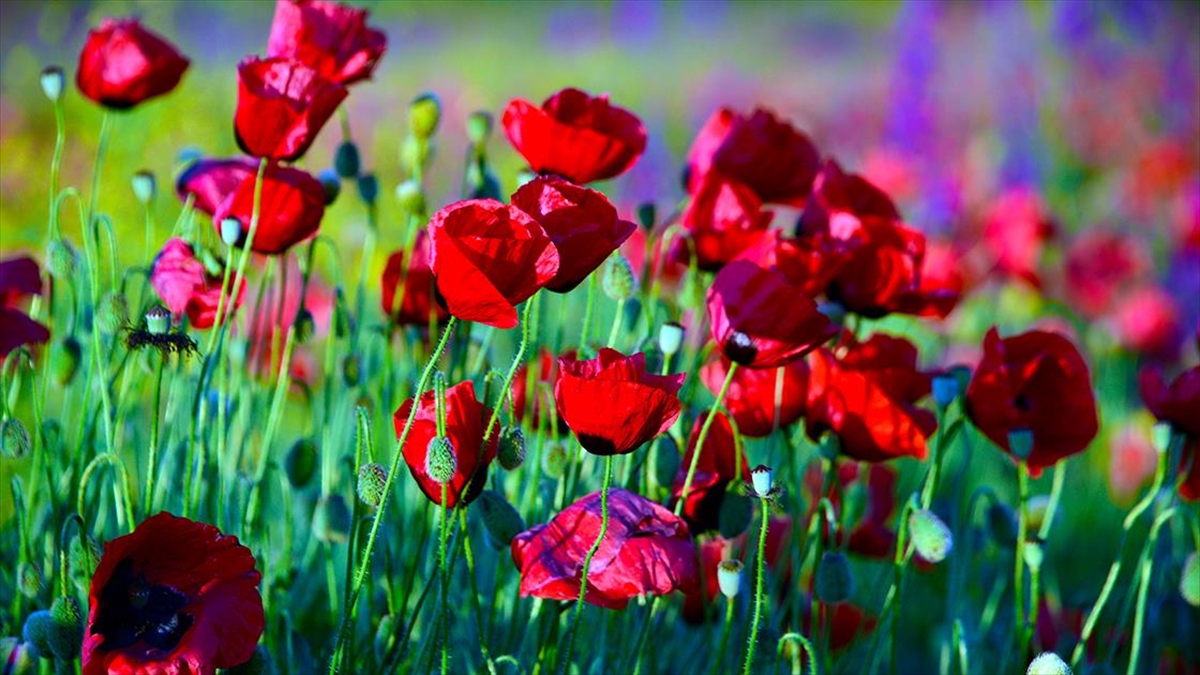 Çiçeklerle Rengarenk Süslenen Arazi Fotoğraf Çektirmek İsteyenlerin Uğrak Yeri Oldu
