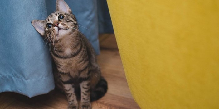 İngiltere'de Evcil Kedilere Mikroçip Takılması Zorunluluğu Getirildi
