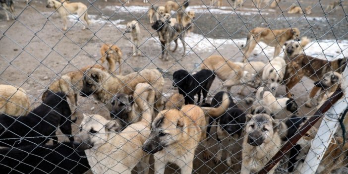 Dsö'den "sahipsiz Köpek Popülasyonunun Kontrolü Ve Aşılamanın Kuduz Vakaları İçin Kritik Önem Taşıdığı" Uyarısı