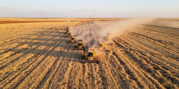 Ceylanpınar Tarım İşletmesi'nde Buğday Hasadı Devam Ediyor