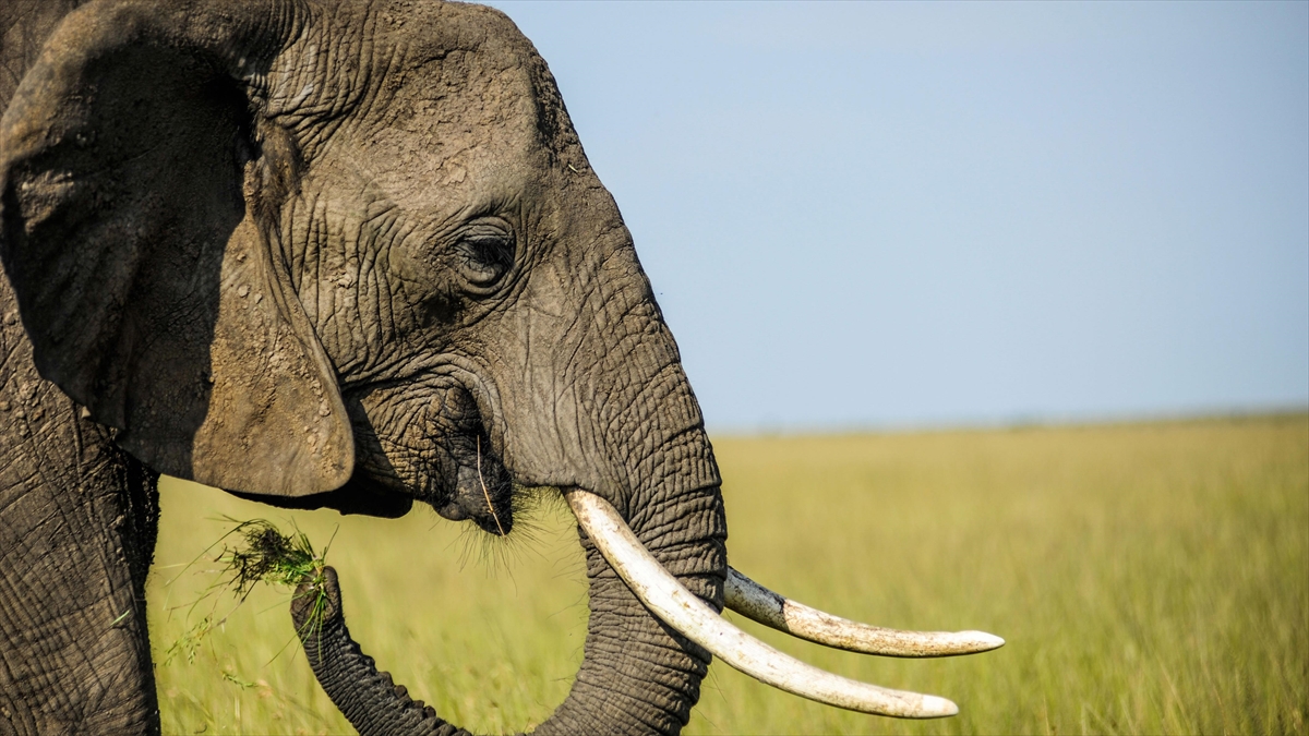 Sahra Altı Afrika'da Yaban Hayatı, Kayıt Dışı Uluslararası Ticaretin Tehdidi Altında