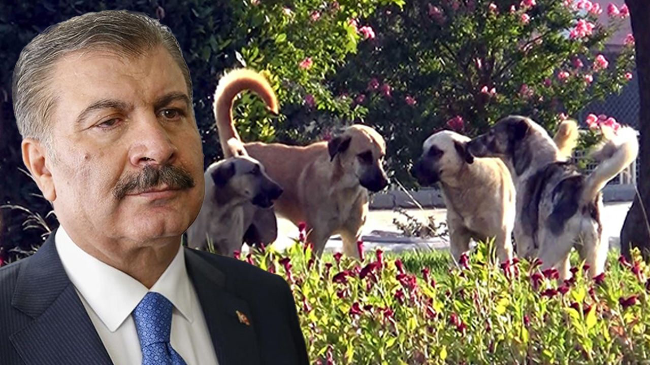 Bakan Koca'dan sokak köpeklerine 'ötenazi' açıklaması