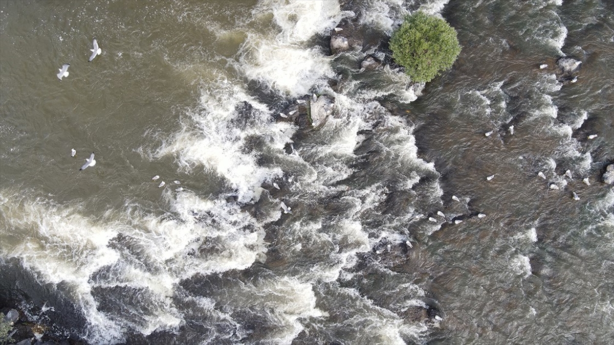"van Gölü'nün İncileri"nin Tatlı Sulara Yolculuğu Sürüyor