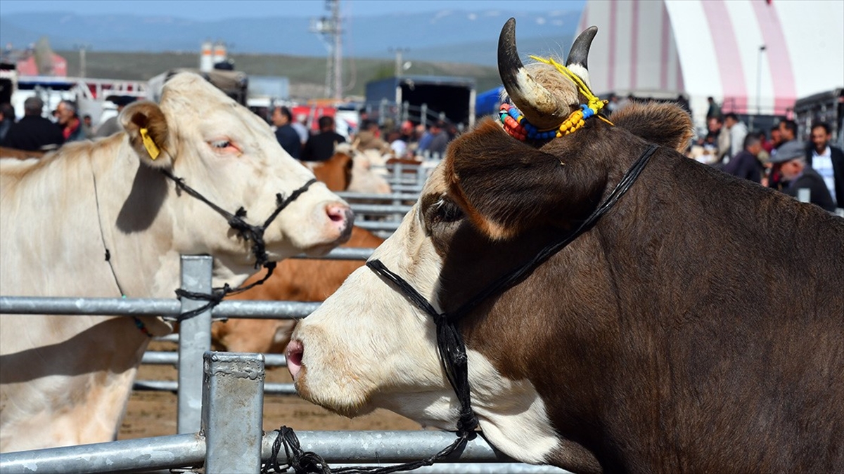Kurbanlıklar İçin ''kist Hidatik'' Uyarısı