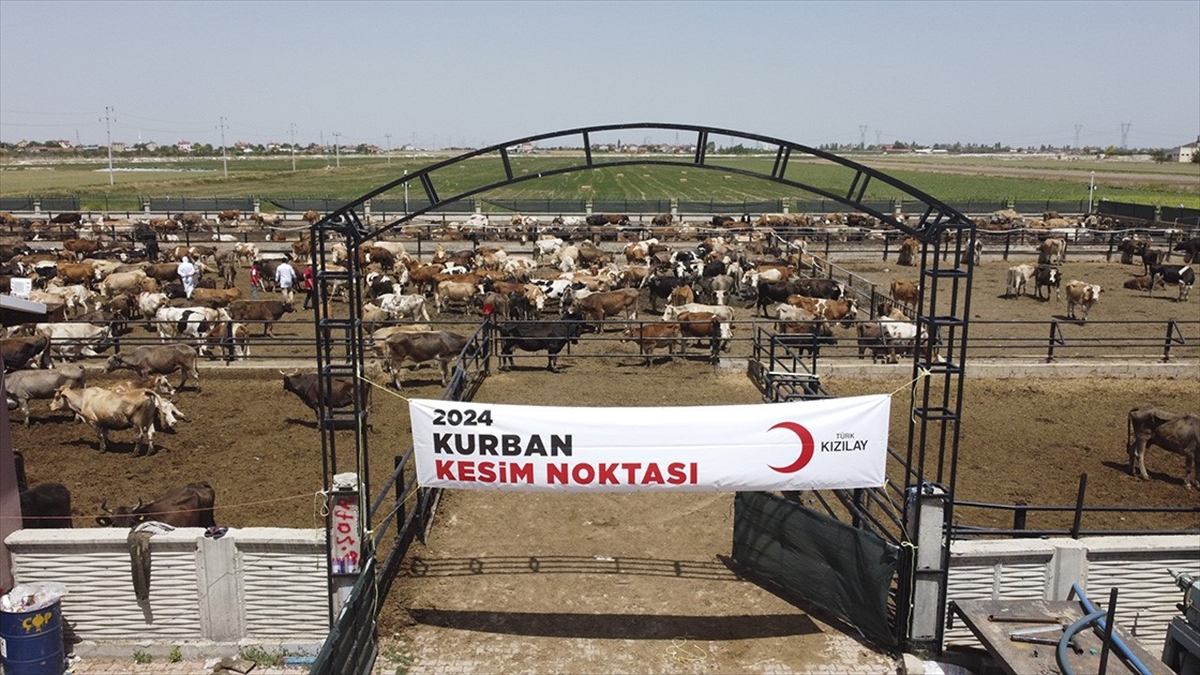 Türk Kızılay Yurt İçinde Ve 19 Ülkede Kurban Kesiyor