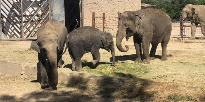 İzmir'de Fil "ege"nin 3. Yaş Günü Kutlandı