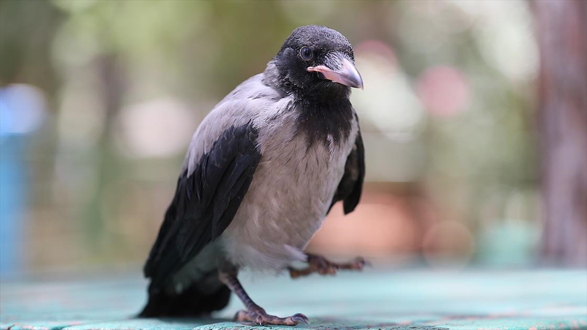 "Meraklı" Karga Tedavi Edildiği Hayvanat Bahçesinin En Yeni Üyesi Oldu