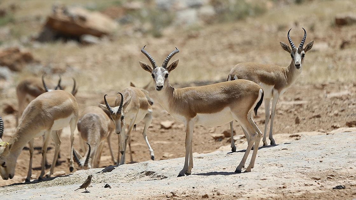 Şanlıurfa'da Koruma Altındaki Ceylanlar Yapay Zeka Yardımıyla Sayılıyor