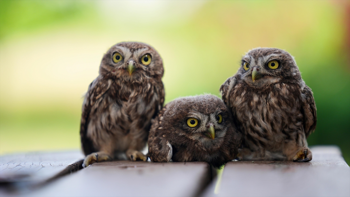 Düzce'de "Uçuş Provası"nda Kaybolan Kukumav Yavruları Korumaya Alındı