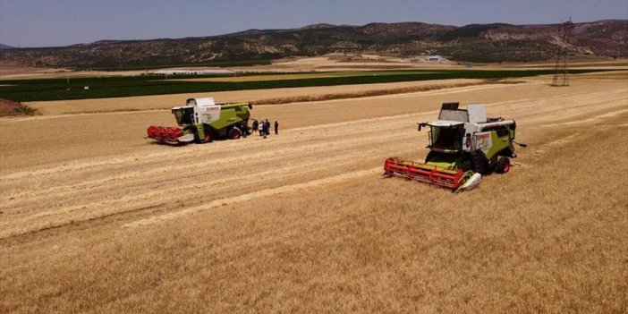 Arpa Ve Buğdayda Hasadı Aceleye Getirmek Ülke Ekonomisine Kaybettiriyor
