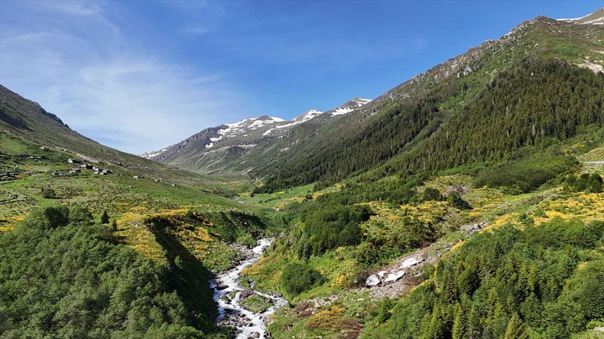 Kaçkar Dağları'nda Endemik Bitki Türleri Çiçek Açtı