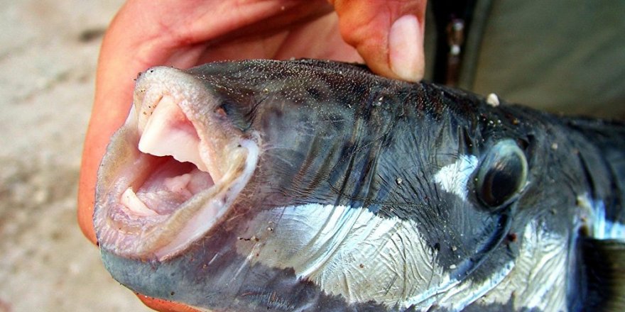 Ava çıkanlara 'balon balığı' uyarısı: Ele alınırsa parmakları kopartır, etinin tüketilmesi yasak