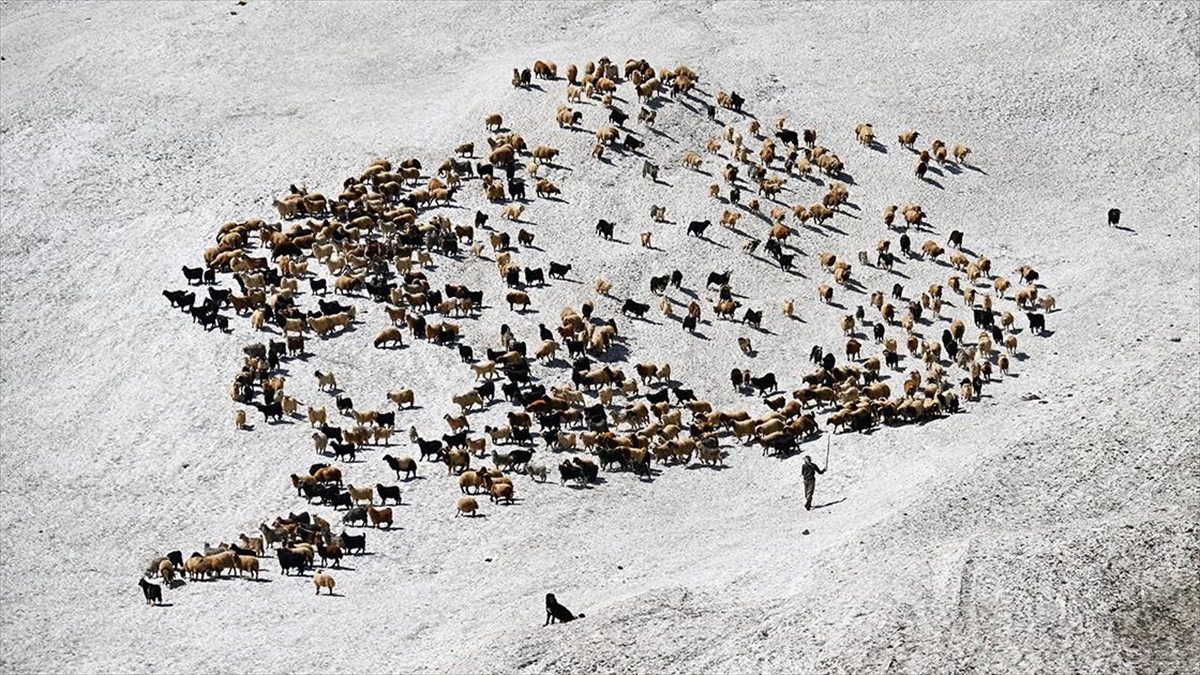 Hakkari'de Çobanlar, Karlı Arazileri Aşarak Küçükbaş Hayvanları Sağıma Götürüyor