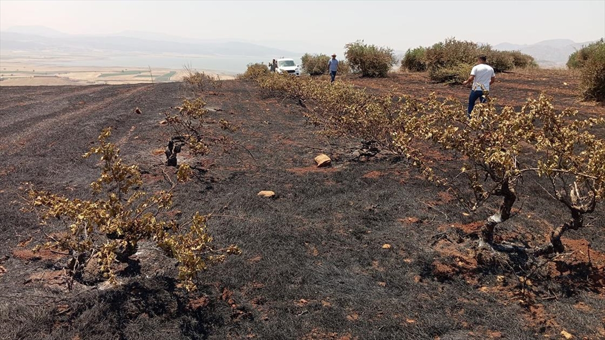 Gaziantep'te Çıkan Anız Yangınında Asmalar Ve Zeytin Ağaçları Zarar Gördü