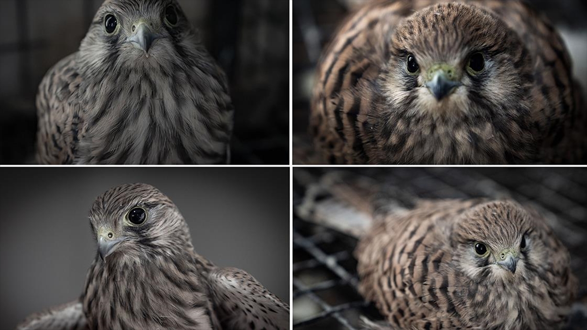 Erzurum'da Kara Yolunun Kenarında Bulunan Kerkenezler Koruma Altına Alındı