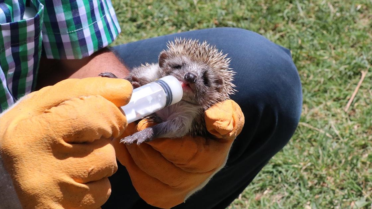 Yozgatlı Çiftçi, Anneleri Ölen 4 Kirpi Yavrusuna Bebek Gibi Bakıyor