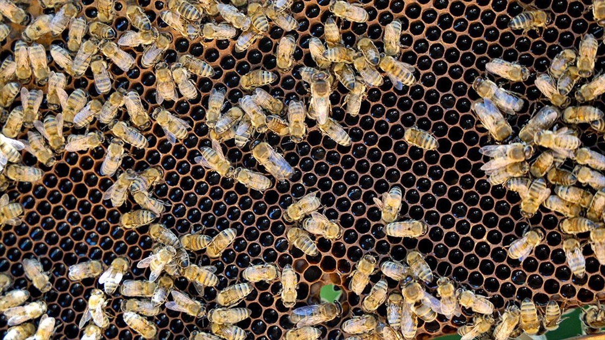 Çam Dağı'nda Sağım Mesaisine Başlayan Arıcılar Tescilli Kestane Balının Rekoltesinden Umutlu