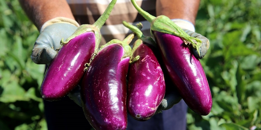 Dededen Toruna 6 Asırlık Lezzet: Ayhan Patlıcanı