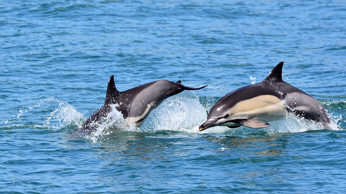 Karadeniz'in Yarısında Yaklaşık 225 Bin Yunusun Yaşadığı Tespit Edildi