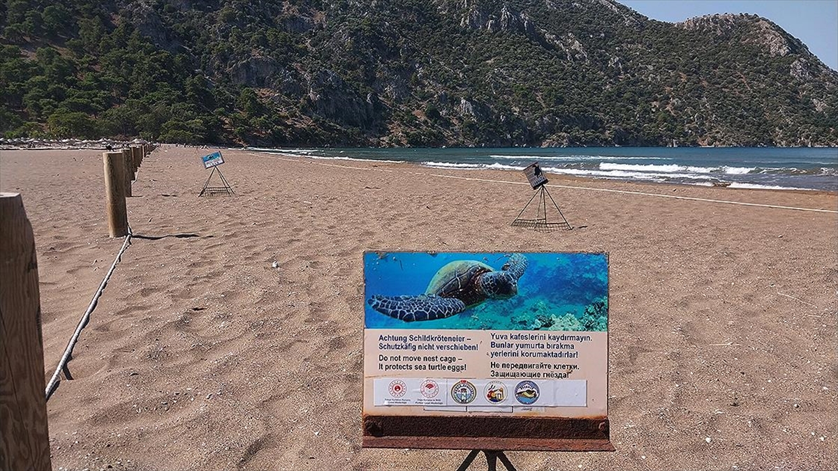 Muğla'daki İztuzu Sahili'nde Caretta Caretta Yuvası Sayısı 700'e Ulaştı