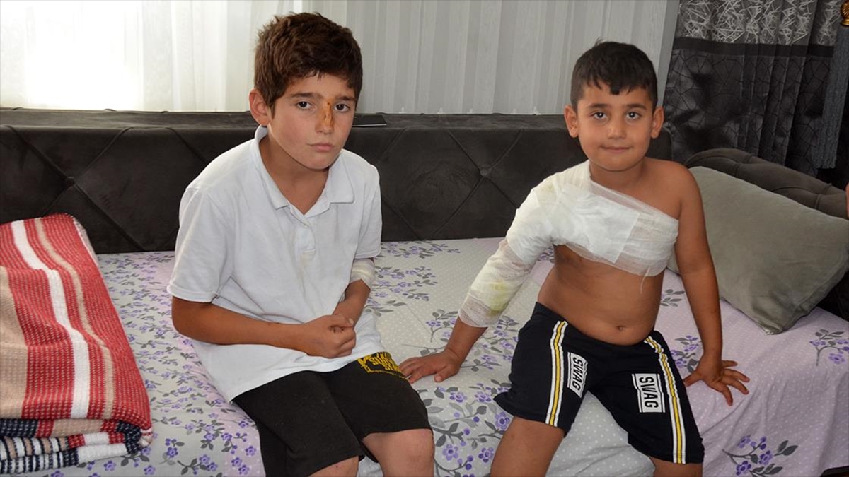 Muş'ta 2 Kardeş Sahipsiz Köpeklerin Saldırısı Sonucu Yaralandı