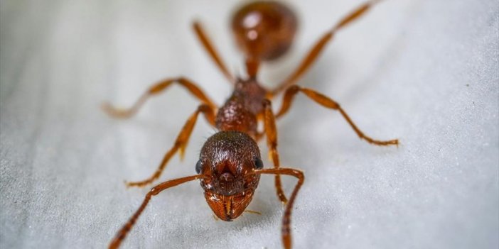 Karıncalar, Yuvada Uyluk Kemiğinden Yaralananları Tedavi Etmek İçin Ampütasyon Uyguluyor