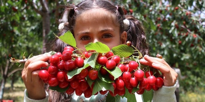 Destekle Kurduğu Bahçedeki Kiraz Ağaçları "üzüm Salkımı Gibi" Meyve Verdi