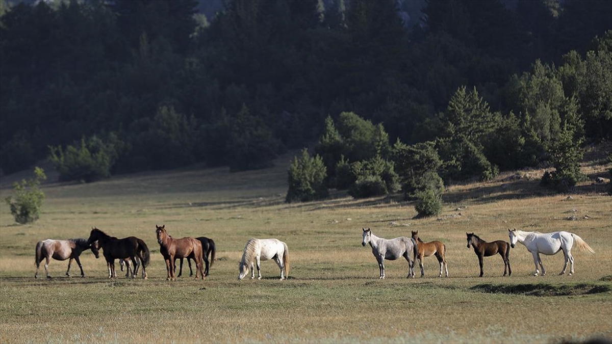 Eynif Ovası'nın Yılkı Atları Dronla Görüntülendi