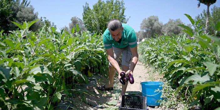 ADABAHÇE’NİN YAZ BEREKETİ KUŞADALILARIN SOFRALARINI LEZZETLENDİRİYOR