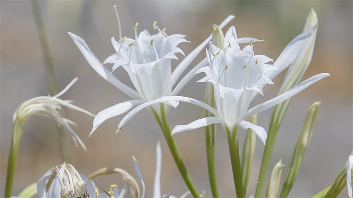 Korunmasına Yönelik Duyarlılığın Arttığı Kum Zambakları Sakarya Sahillerini Süslüyor