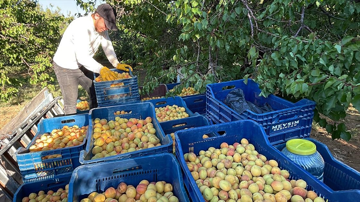 Malatya'dan 20 Ülkeye Yaş Kayısı Gönderiliyor