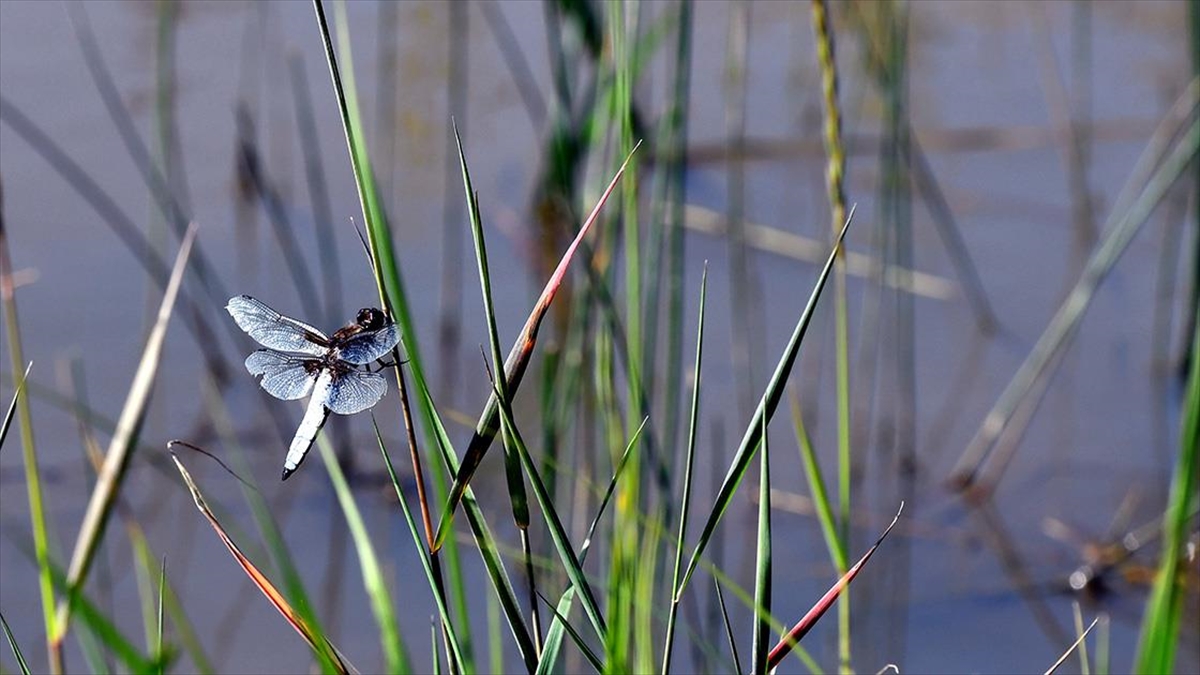 Sarıkamış'ta "yusufçuk Mevsimi"