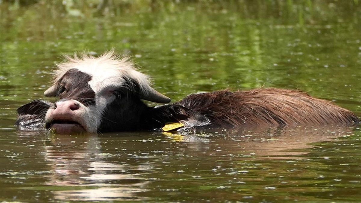 Düzce'de Mera Alanlarının İklim Değişikliğine Bağlı Daralması Manda Popülasyonunu Etkiledi