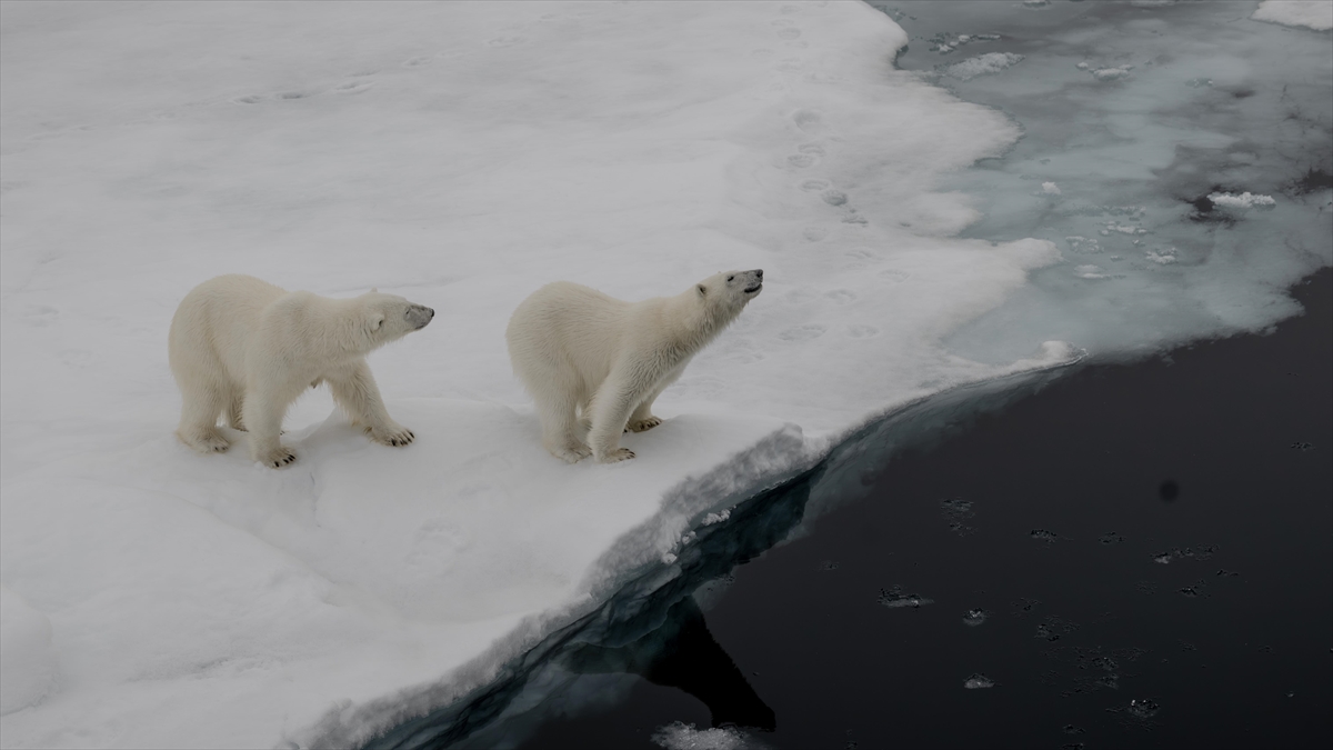 Kanadalı Araştırmacılar, Kutup Ayılarının Takibini Kolaylaştıracak 3 Yeni Cihaz Geliştirdi