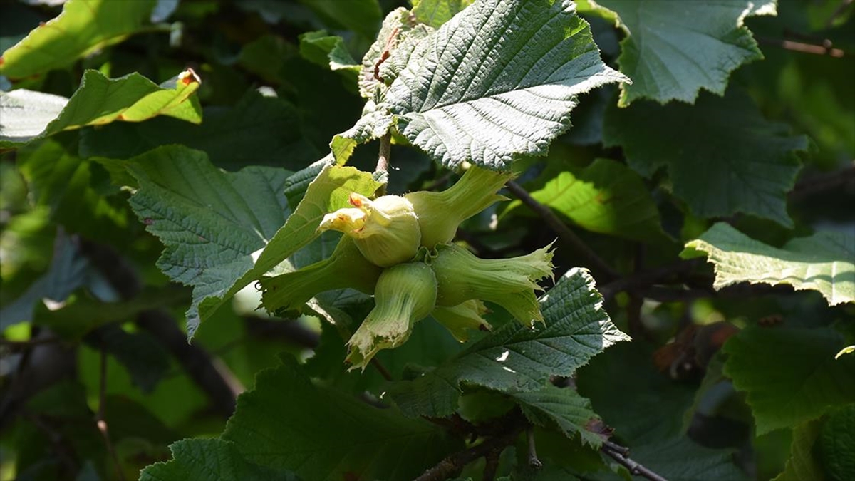 Orta Ve Doğu Karadeniz'de Üreticiler Fındık Hasadı İçin Gün Sayıyor