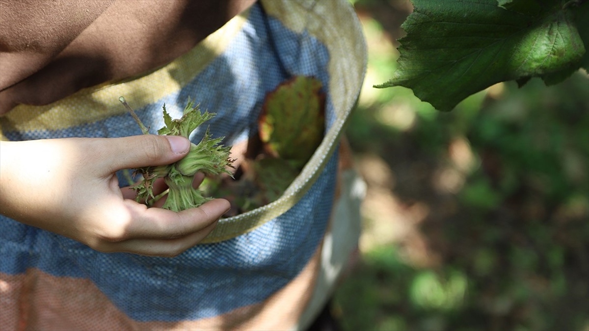 Fındık Rekoltesinde Bu Yıl Yüzde 14 Artış Bekleniyor