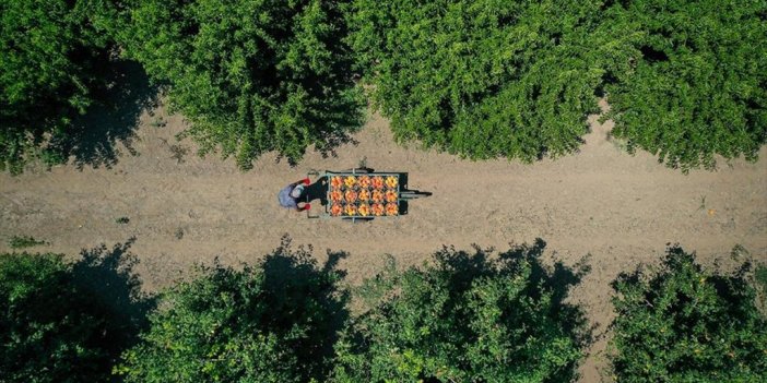 Ab Tescilli Bursa Şeftalisi Avrupa Sofralarında Daha Fazla Yer Alacak