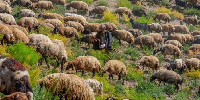 Faraşin Yaylası 400 Bin Küçükbaş Hayvana Ev Sahipliği Yapıyor