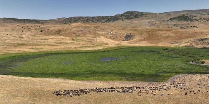 Muş'ta Nilüfer Çiçekleri Koruma Altına Alınacak