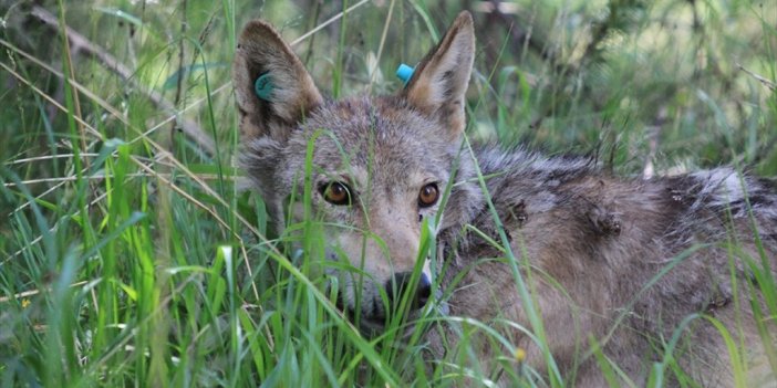 Kars'ta 13 Yıl Uydu Vericisiyle Takip Edilen Kurtların Hareketliliği Ortaya Çıkarıldı
