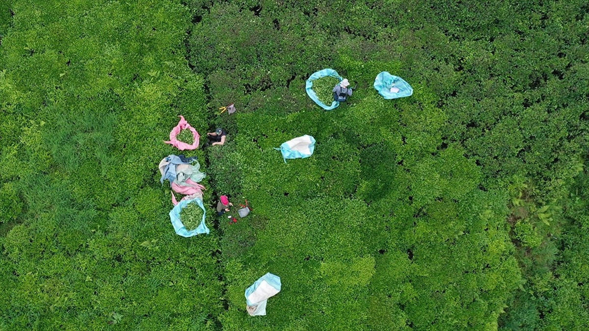 Türk Çayı Yılın İlk Yarısında 112 Ülkede Alıcı Buldu